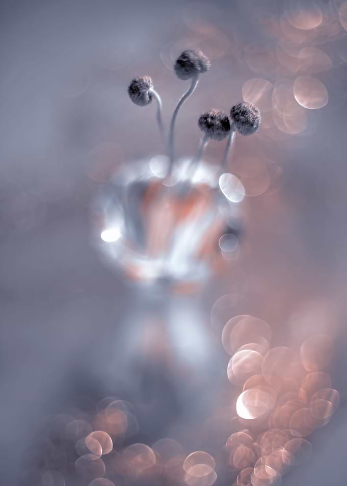 Autumn,anemon,flower