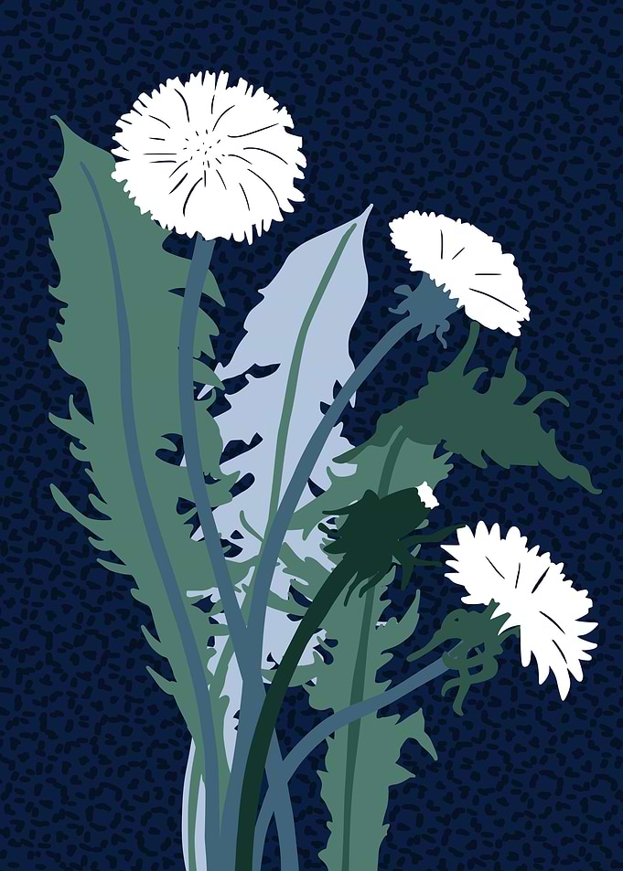 Bold flower Dandelion