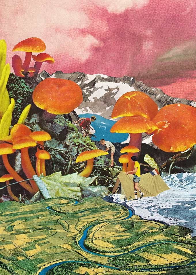 Mushroom Valley