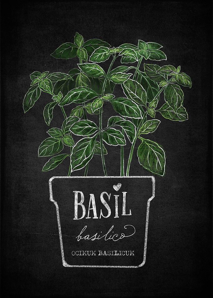 Basil