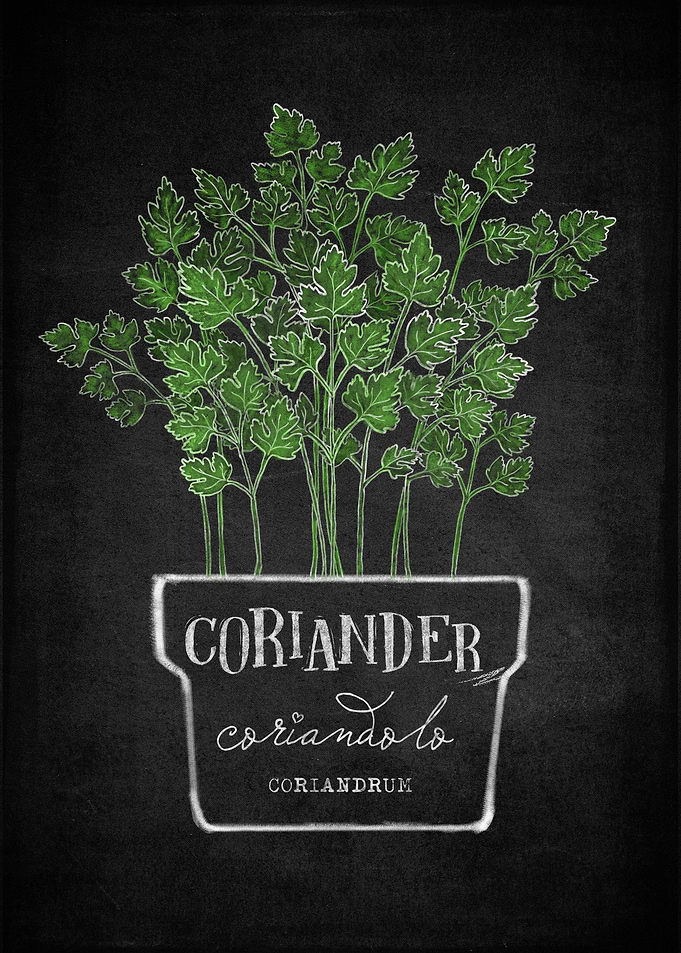 Coriander
