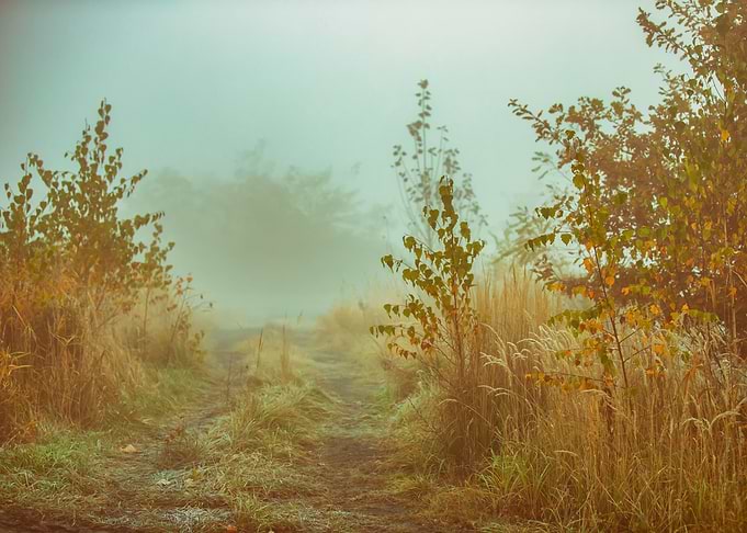 Autumn path, fog, trees