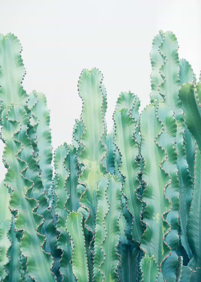 Cacti Dream 2