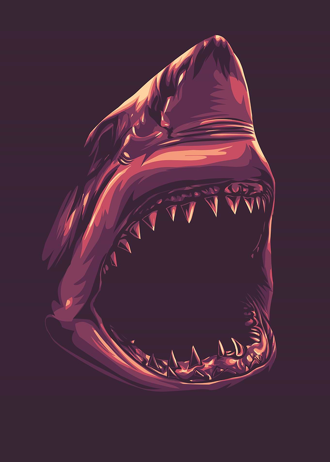 shark illustration