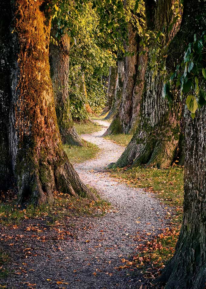 Curvy Path Of Life
