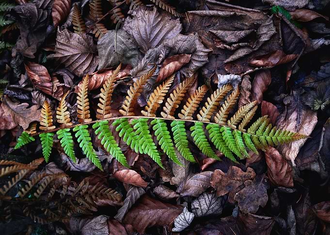 Leaf Of The Seasons