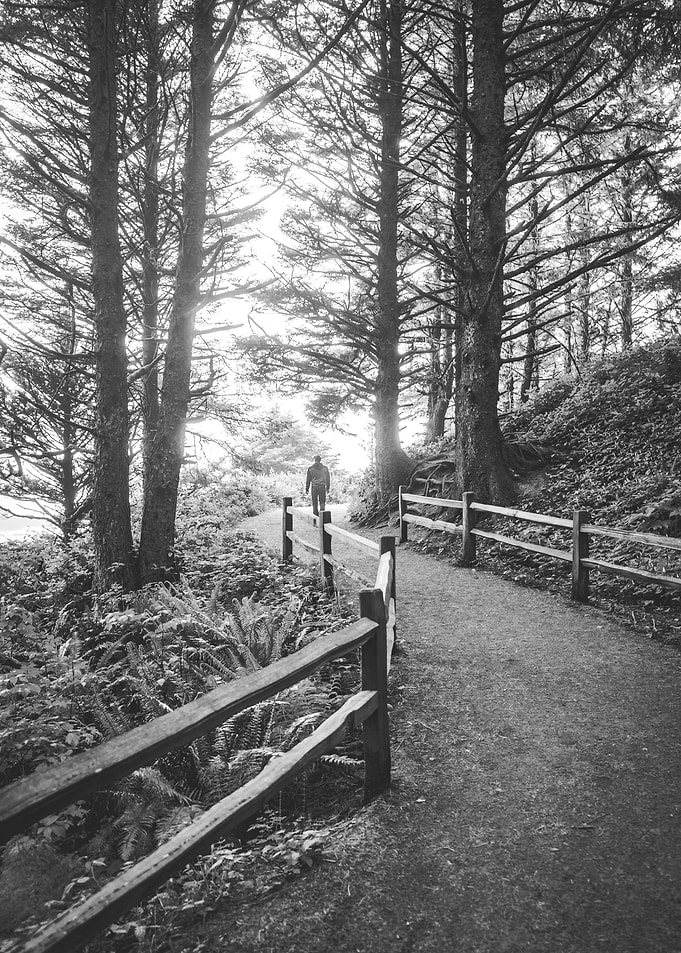 Black and White Forest