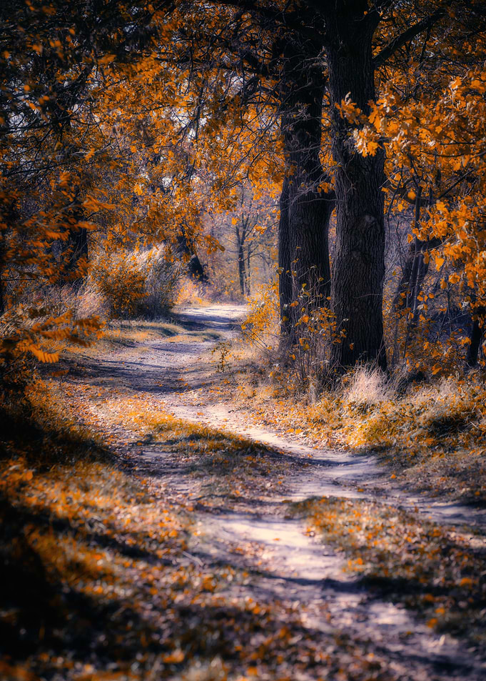 Autumn alley among trees