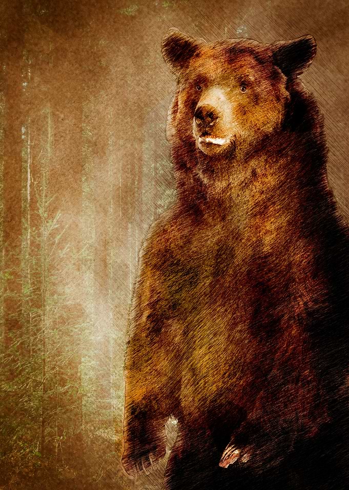 Bear animal