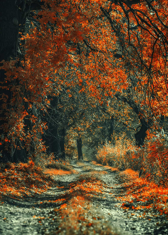 Autumn alley among trees