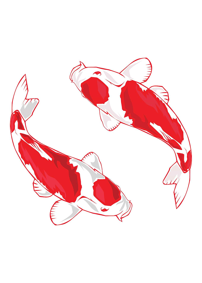 Twin koi fish
