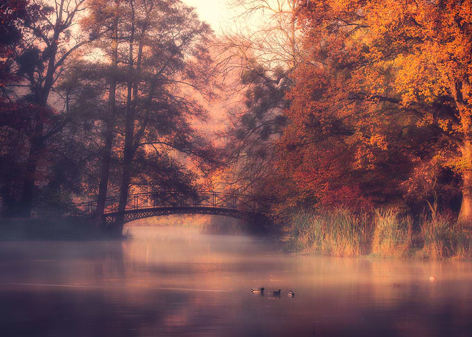 Bridge and autumn park