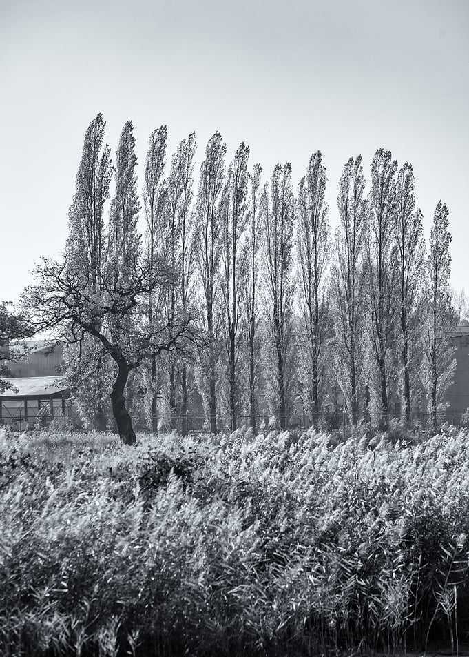 Autumn trees, B&W, Poland