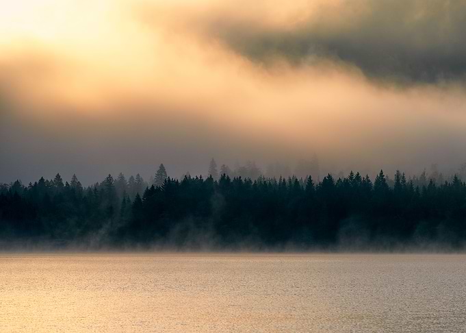 Morning Light In Fog
