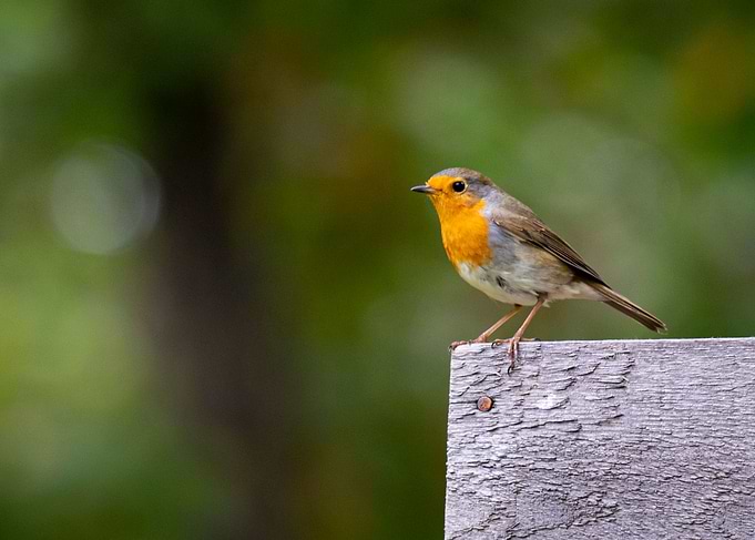 European robin bird