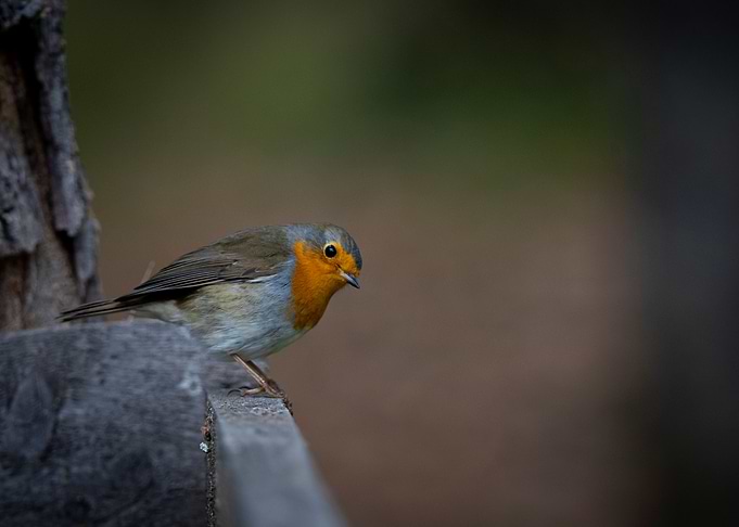 European robin bird in the