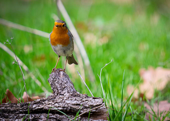 European robin bird in the