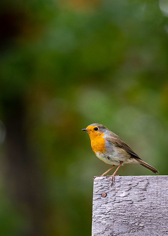 European robin bird in the