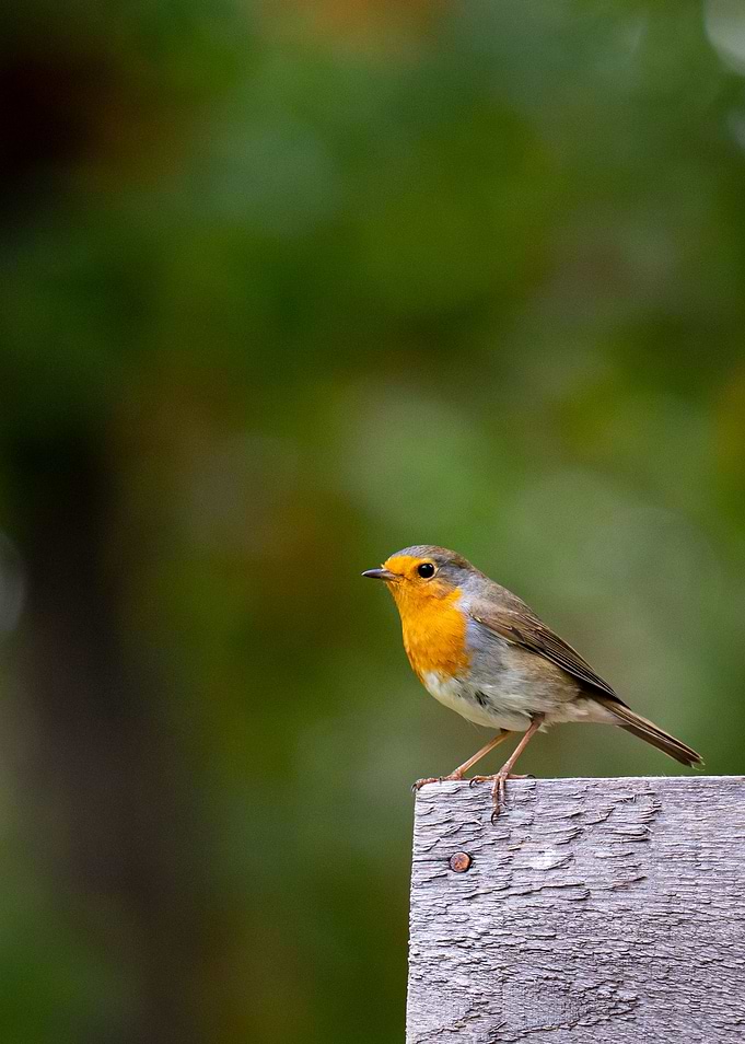 European robin bird in the