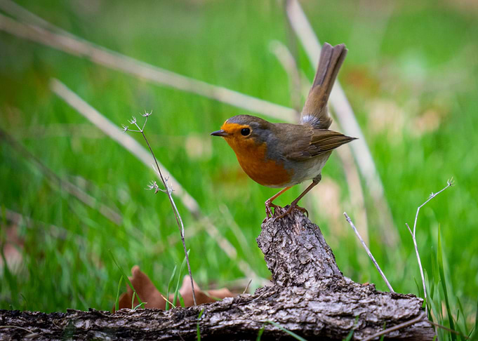 European robin bird in the