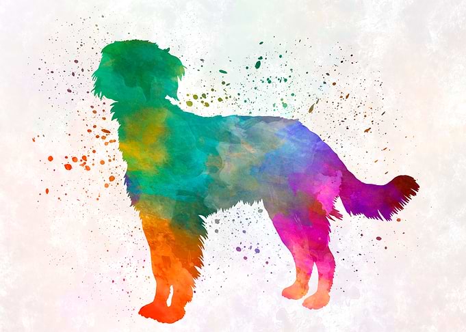 Blue Picardy Spaniel dog