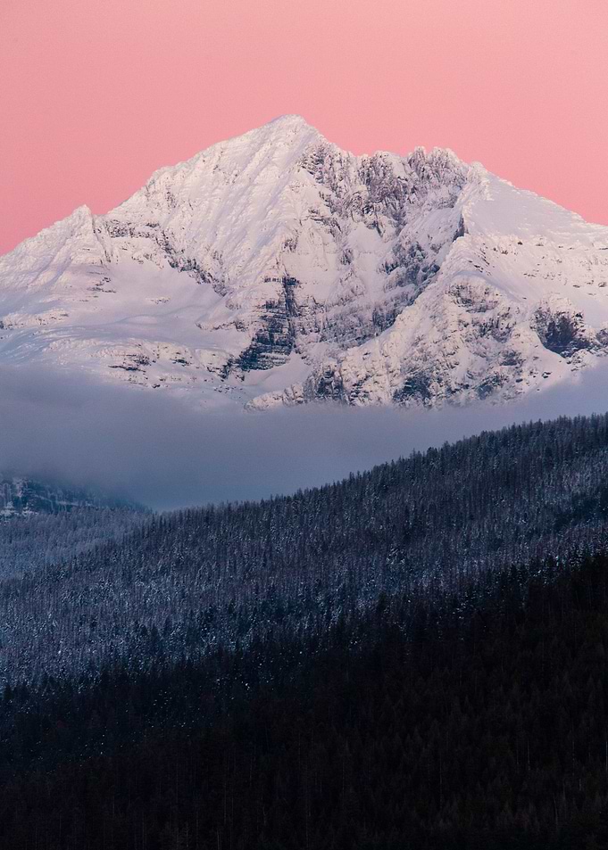Pink Beauty