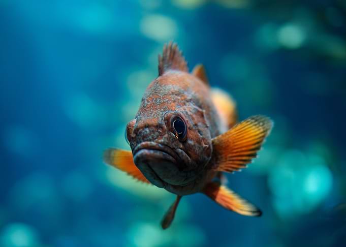 In the deep