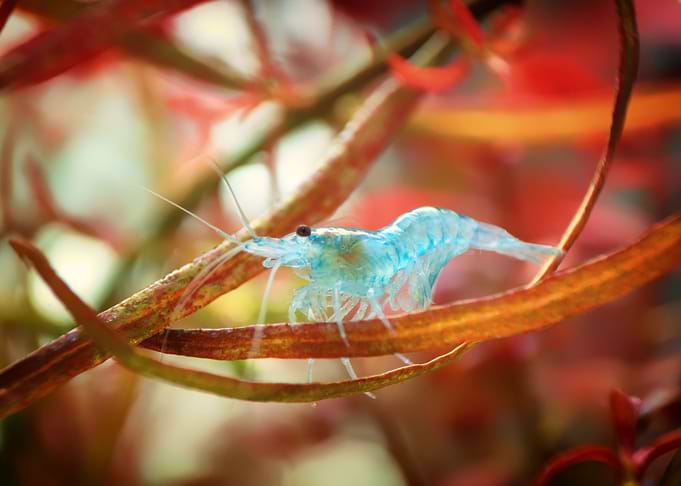 aquascaping aquarium macro