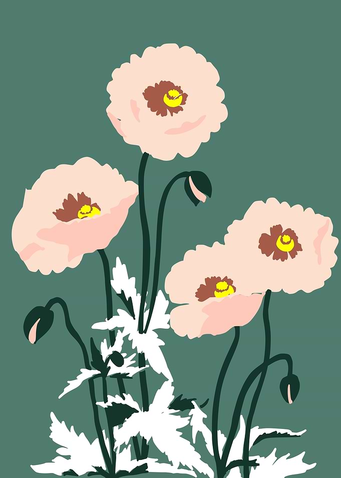 wild garden flowers poppy