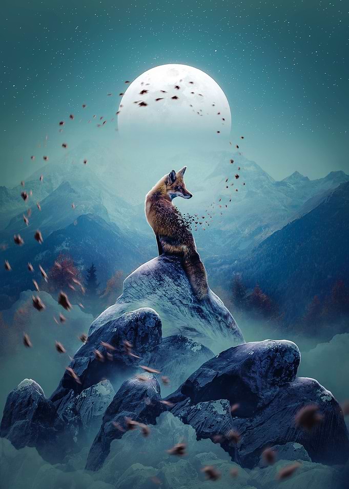 Autumn Fox At Night
