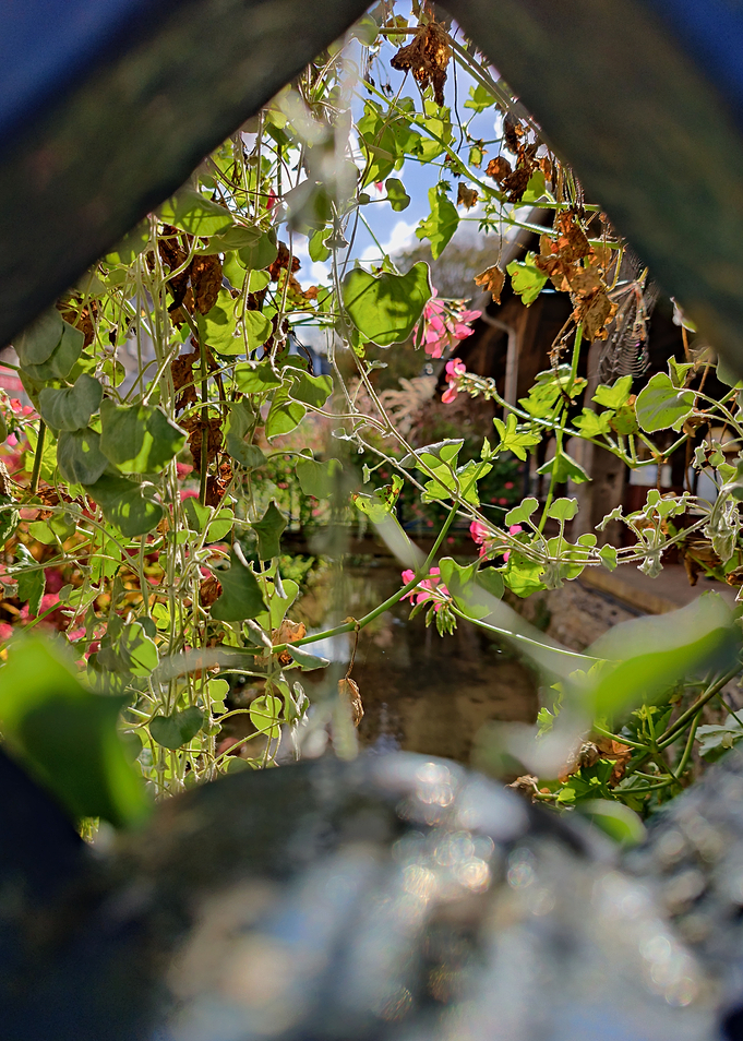 Flowers by the river