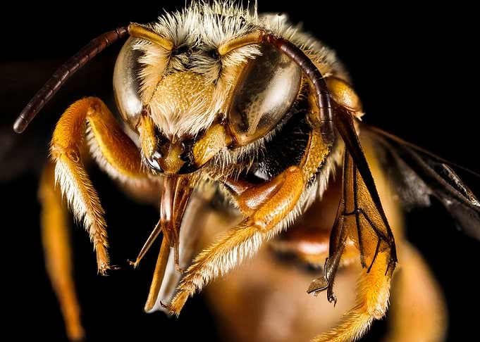 Greek Bee