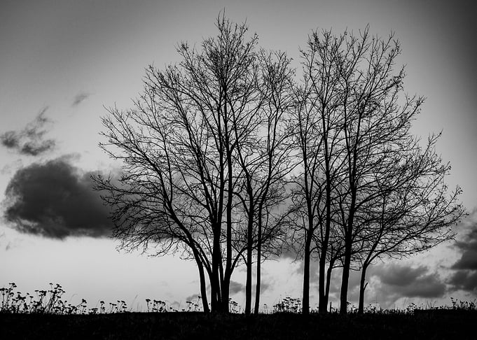 trees