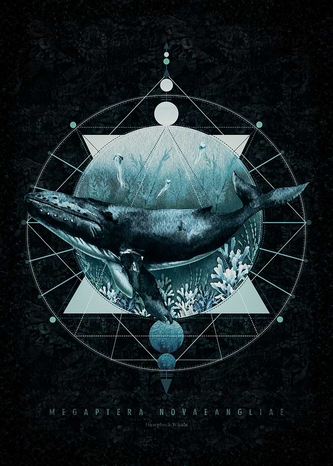 Humpback Whale Geometry