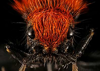Velvet Ant