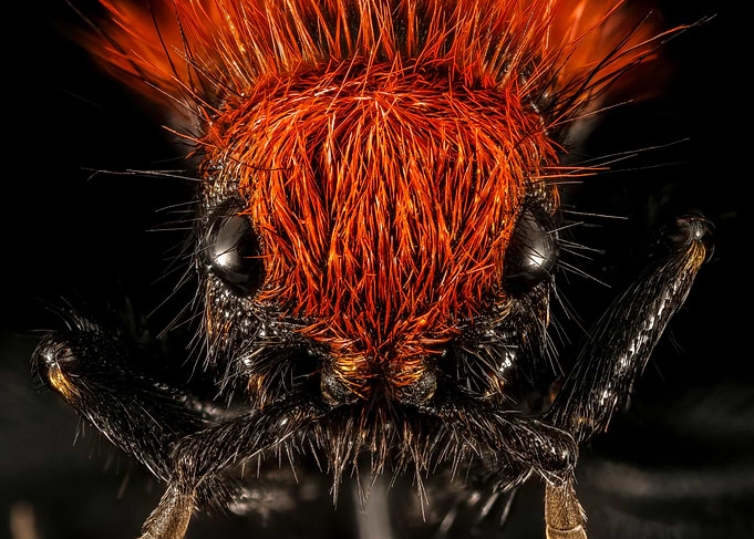 Velvet Ant