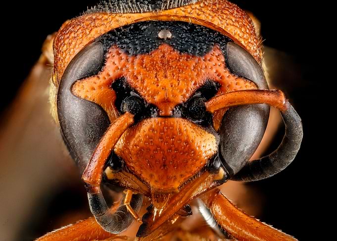 Wasp world