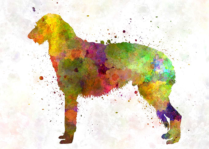 Deerhound dog