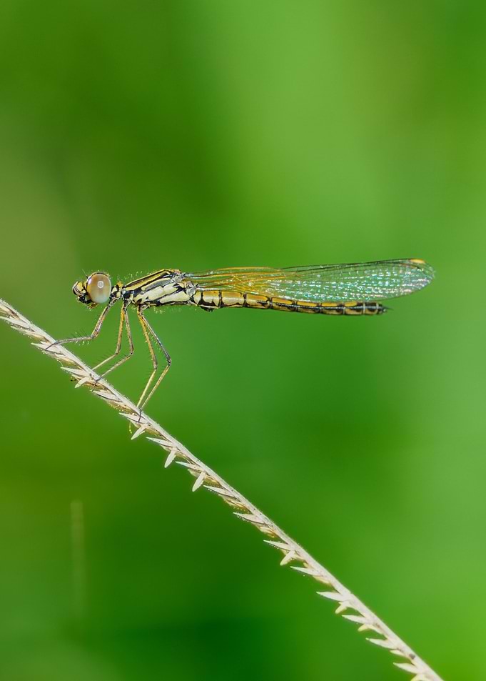 Little Dragonfly
