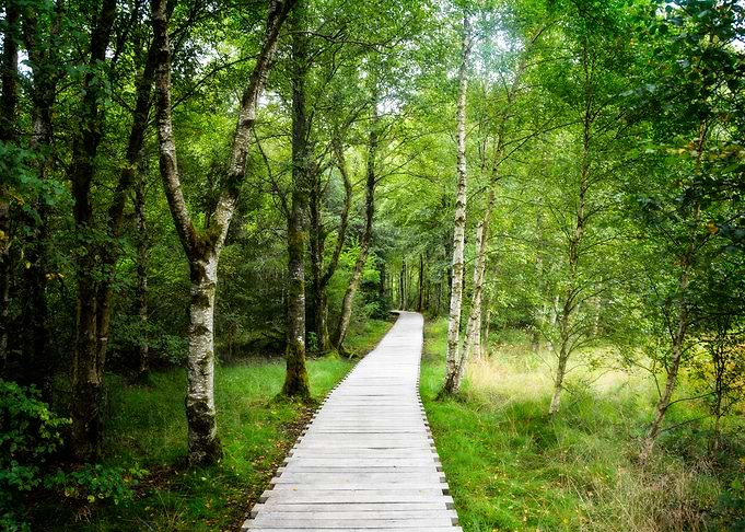 The way