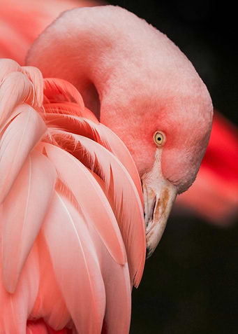 Beautiful Flamingo