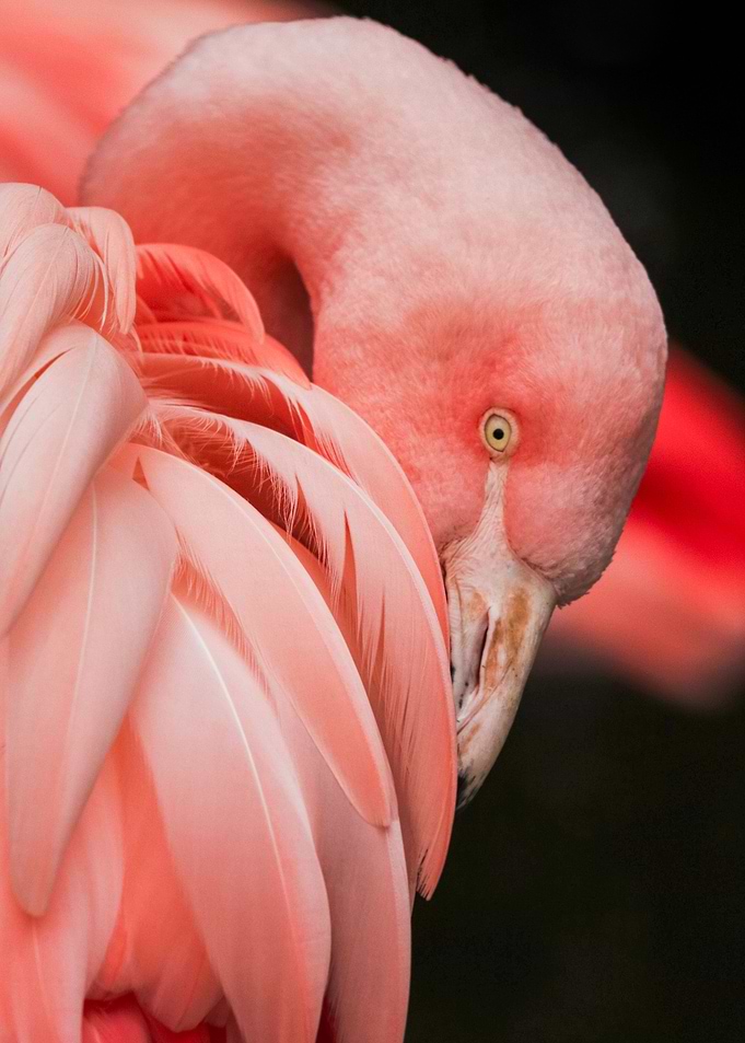 Beautiful Flamingo