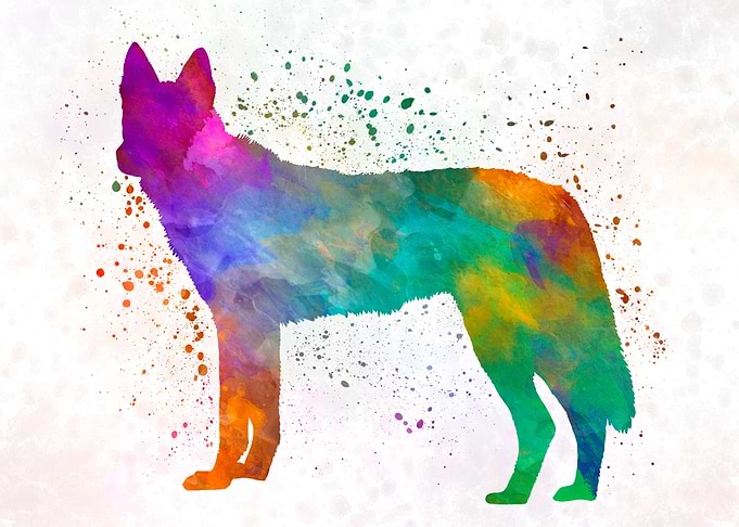 Czechoslovakian Wolfdog