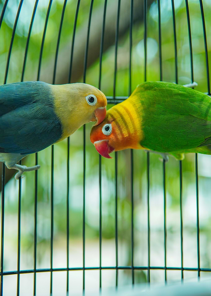 Love Bird