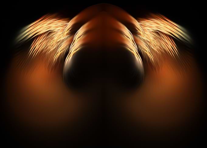 golden wings 001