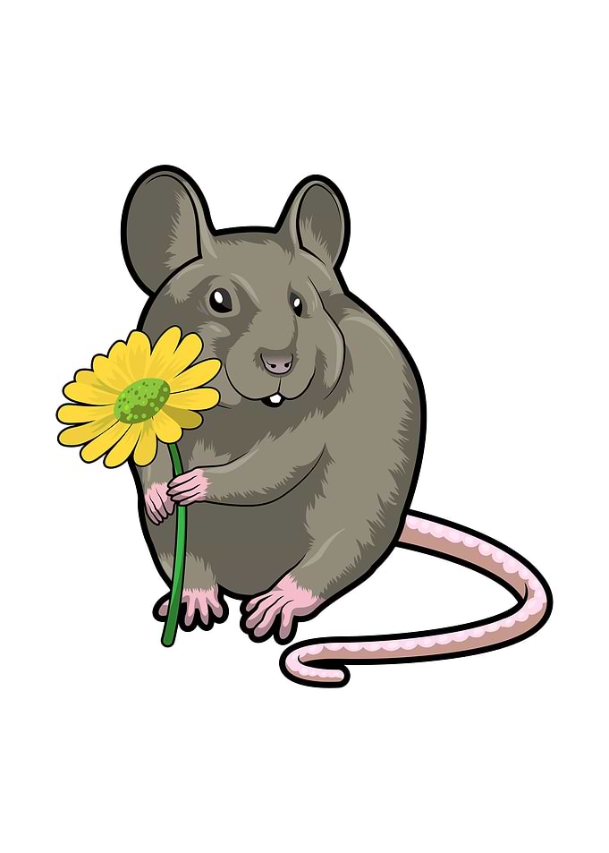 Rat Flower