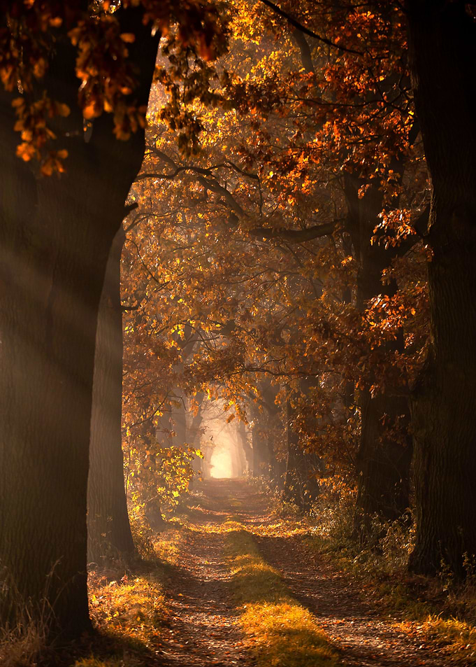 Alley