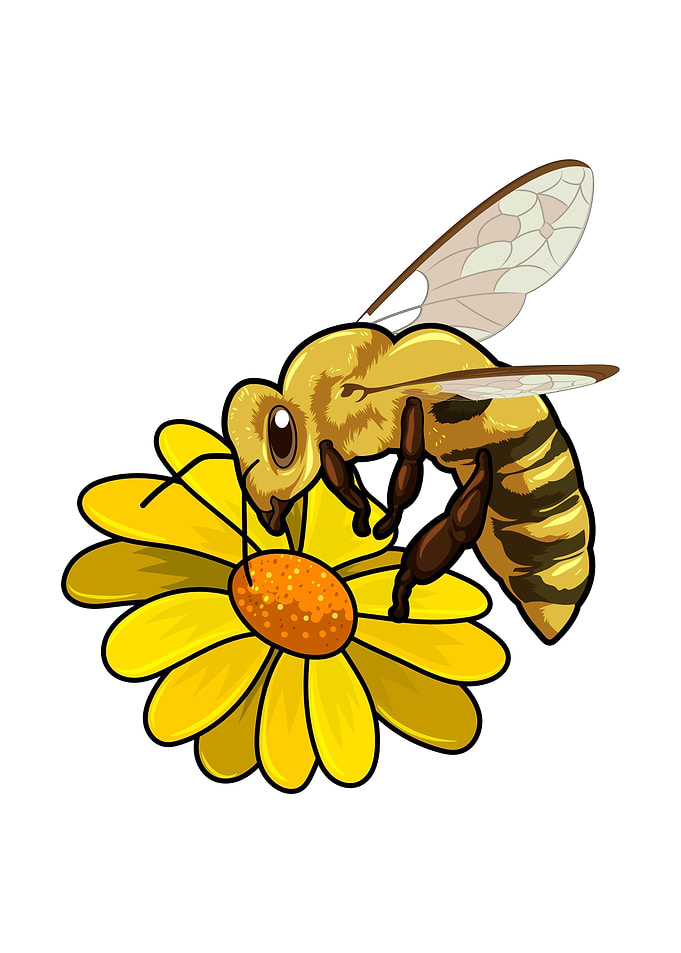 Bee Flower Blossom