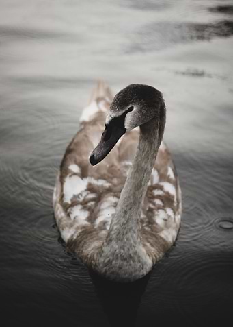 Graceful Swimming