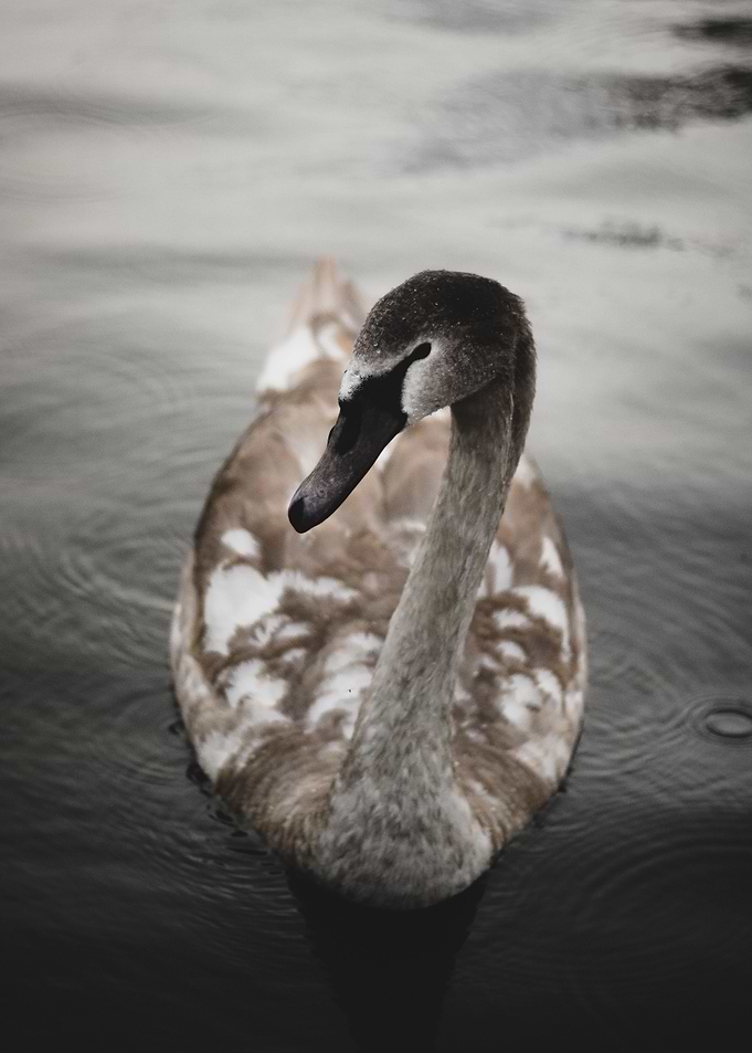 Graceful Swimming